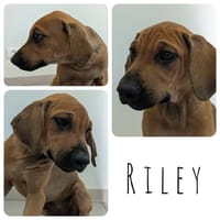 Riley, chienne à adopter