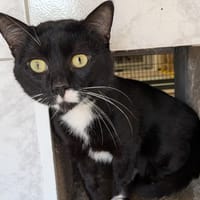 GLOUGLOU, chat à adopter