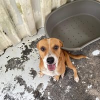 SHIPPER, chien à adopter