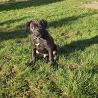 ONYX ex FAELAN PAA24185, chien à adopter