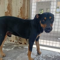 SPIROU, chien à adopter