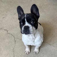 Amaya, chienne à adopter