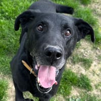 JOE, chien à adopter