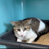 SHIRA, chatte à adopter