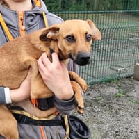 maylo, chien à adopter