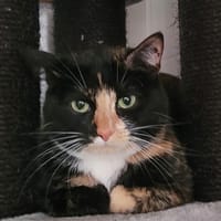 SUZY, chatte à adopter