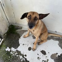 MALIKA, chienne à adopter