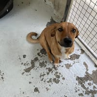 MIMI, chienne à adopter