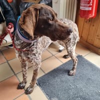 CHOUQUETTE Promise, chienne à adopter