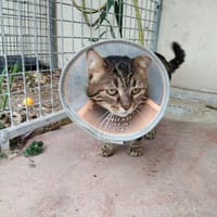 FEDOU PAB28651, chat à adopter