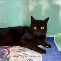 PRINCESSE, chatte à adopter