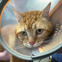 BOUDA, chat à adopter