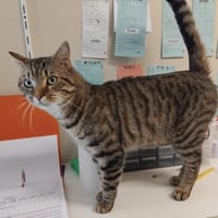 Shakespeare, chat à adopter