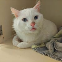 BIBO PAB28675, chat à adopter