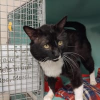 STITCH PAB28645, chat à adopter