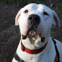 Tango, chien à adopter