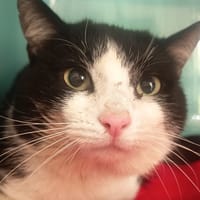 VOLTAIRE C, chat à adopter