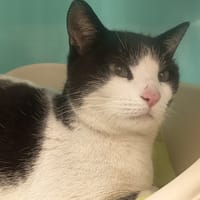 JALOUSE C, chatte à adopter