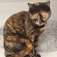 Jane, chatte à adopter