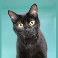 ASTON HAB17555, chat à adopter