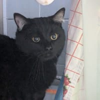 SCOOBYDOO, chat à adopter