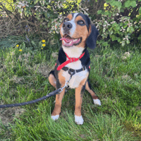 AVANA, chienne à adopter