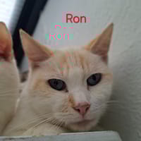 Ron, chat à adopter