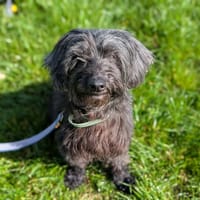 Blacky, chienne à adopter