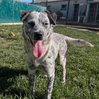 ROSALIA, chienne à adopter