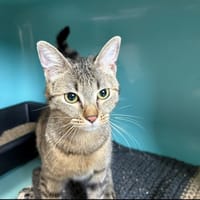 ABBY, chatte à adopter