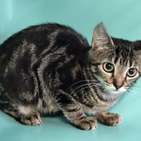 sky, chatte à adopter