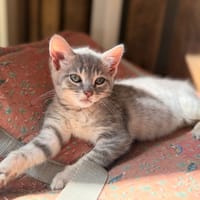 MAYA (RESERVEE), chatte à adopter