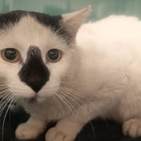 BANDIT C, chat à adopter