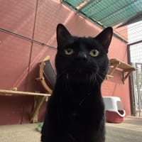 COCA, chat à adopter