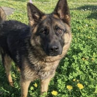 paa24186 CLEM, chienne à adopter