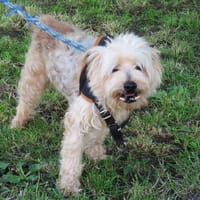 ECHO DIT PEPER, chien à adopter