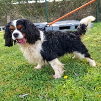 PRESTON, chien à adopter