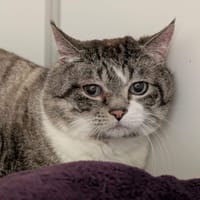 TIGROU, chat à adopter