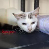 Rakam, chat à adopter