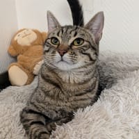 KEHOPA, chatte à adopter