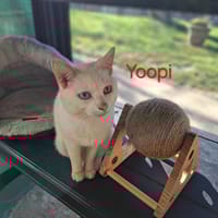 YOUPI, chat à adopter