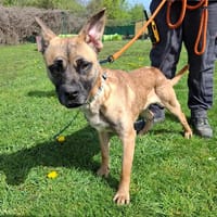 TYSON, chien à adopter