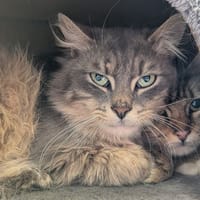 NYVIO, chat à adopter