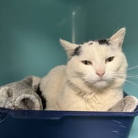 ANGEL, chatte à adopter