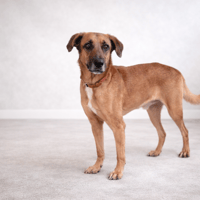 MANY, chien à adopter