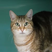 BOBO HAB17556, chat à adopter