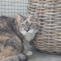 MACHA, chatte à adopter