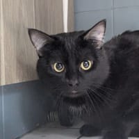 SAMY, chat à adopter