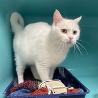 JENNY, chatte à adopter