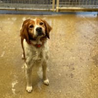 ORCI VAA, chien à adopter